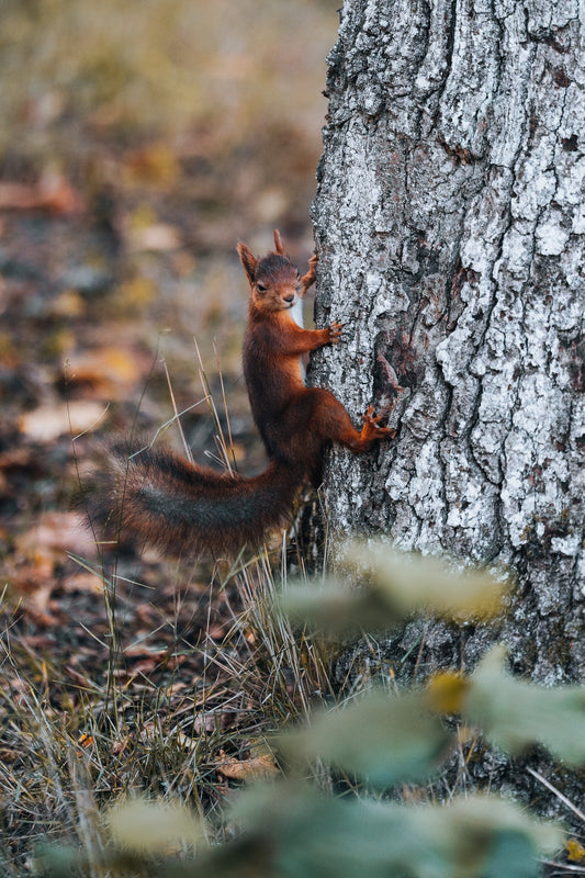 Betraktelser - något som gör livet levande?